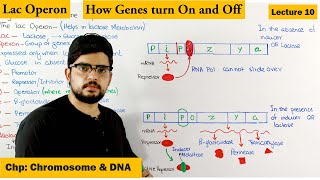 Regulation of gene Expression  Lac Operon  Lecture 10 [upl. by Sykes]