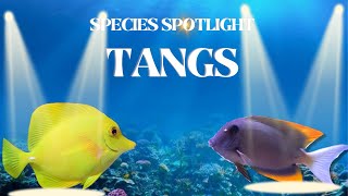 All about the Most popular TANG species for your Reef Tank  Species Spotlight Series 3 [upl. by Lipcombe]