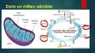 Libération de l’énergie emmagasinée dans la matière organique 2bac pc et svt [upl. by Duahsar]