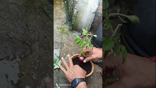 How To propagate Rose Tree From Cuttings  Rose Tree Cuttings Easy Method shorts [upl. by Amitaf]