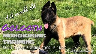 Malinois puppy GOLGOTH 45 months old mondioring training  2020 [upl. by Leon632]