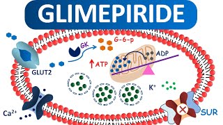 Glimepiride tablets for type 2 Diabetes Mellitus [upl. by Alabaster298]