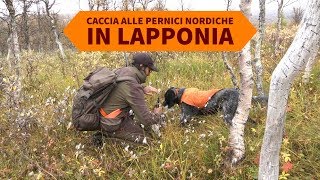 Caccia alle pernici nordiche in Lapponia [upl. by Kwok]