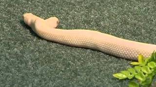 Twoheaded snake joins zoo [upl. by Ebsen238]