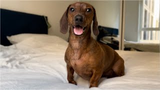 Mini dachshund enjoys a rare sunny day [upl. by Arres809]