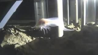 Ghostly snailfish breaks record for deepest living fish [upl. by Artemis293]