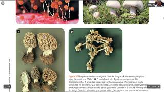 Aula  8 Fungos Filo Chytridiomycota Zygomycota Ascomycota Basidiomycota Fungos Decompositores [upl. by Ayanet]