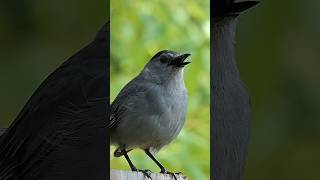 Catbird Meow Call shorts birds bird birdsounds animals animal nature wildlife beautiful [upl. by Nomled970]