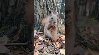 🐿🍁🌰Mrs Nuka i orzechy🌰 shorts wiewiórka squirrel redsquirrel wildsquirrel autumn jesień [upl. by Yffat]