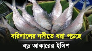 বরিশালের নদীতে ধরা পড়ছে বড় আকারের ইলিশ  Barishal news [upl. by Avenej558]