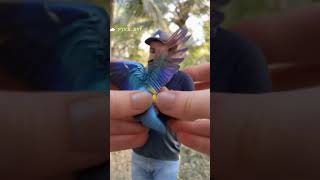 Macaw Art 😍  Melting Art  ShaikhTanveer Macaws BlueandGoldMacaw [upl. by Terrell950]