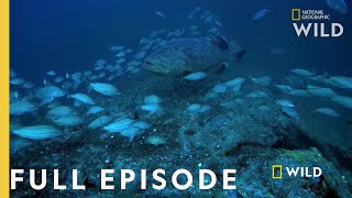 Shark Eating Goliath Full Episode  Monster Fish [upl. by Htebazil]