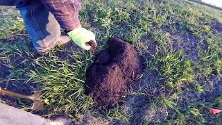 The best way to trap pocket gophers [upl. by Cortney]