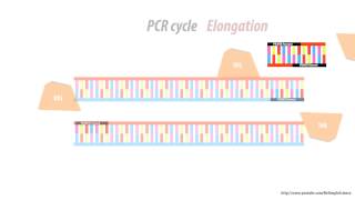 What is a primer dimer  Simple Animated  HD  PCR problems [upl. by Edin]