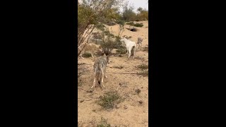 A goat eats peacefully in the wolves group [upl. by Nnylecoj863]