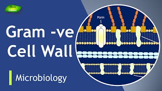 GramNegative Cell Envelop Explained  Bacterial Cell Walls  Basic Science Series [upl. by Margie]