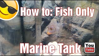 How to Fish only Marine tank [upl. by Nyleahcim54]