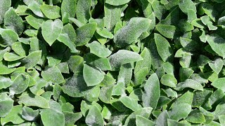 Lambs Ear Stachys byzantina ‘Silver Carpet’ [upl. by Ellirpa]