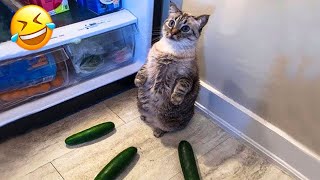 New Funny Animals 😂 Funniest Cats and Dogs Videos 😸🐶 Part 8 [upl. by Dazraf768]