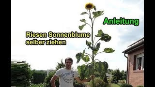 Riesen Sonnenblumen selber ziehen  Sonnenblume züchten  pflanzen – Anleitung  Pflege  Infos [upl. by Rhys834]