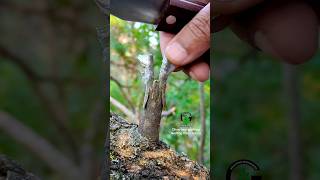 Grafting olive tree successful method oliveoil satisfying [upl. by Fabian]