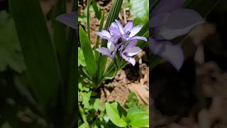 🤩💜 Babiana ou Flor de Veludo babiana flordeveludo primavera achado floreslindas [upl. by Palmore]