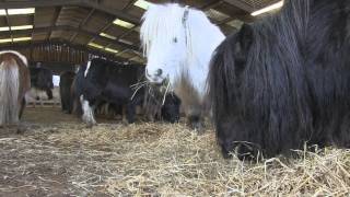 Rescued  a family herd of Shetland Ponies [upl. by Enilrac253]