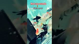 Red cap oranda goldfish and black moor gold fish [upl. by Nyved]