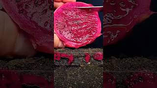 Cultivando Pitaya timelapse pitayas [upl. by Haletta691]