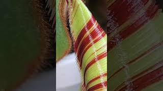 Carnivorous pitcher plant feeding on a black widow spider shorts [upl. by Akiner]