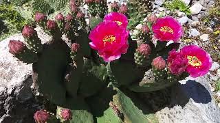 Opuntia aurea Coombes Winter Glow in bloom [upl. by Byran]