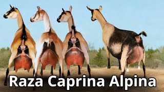 Raza de Cabra Alpina Características y producción de la cabra lechera mas rústica del mundo [upl. by Bate226]