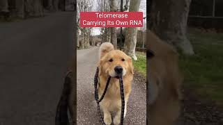 Telomerase and its RNA sciencefunnymemes shorts [upl. by Valerie]