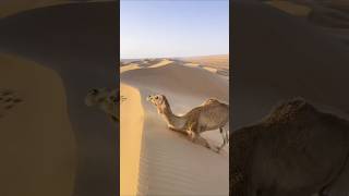 This how camels climb the rugged dunes in the desert 😱😆 animals camel babycamel جمل جمل مثير [upl. by Annavaig]