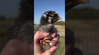 Chickens with small comb plump bodies and dense feathers are best for winter backyardchickens [upl. by Lowrance796]