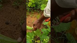 Hirekai is the first crop  ಹಿರೇಕಾಯಿ ಮೊದಲ ಬೆಳೆ organicfarming farmer short viralvideo [upl. by Pattison]