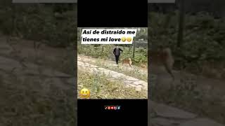 Asi De Distraido MeTraes Mailob bailesensanfcotepeolulco reels memes perros like paratishorts [upl. by Horvitz376]