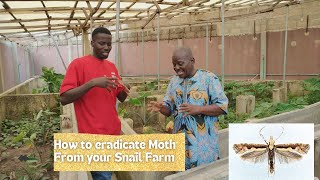 Some challenges of snail farming [upl. by Enyaw]