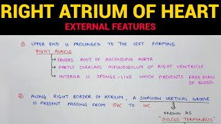 Right Atrium of Heart 12  External Features  Anatomy  EOMS [upl. by Athelstan486]