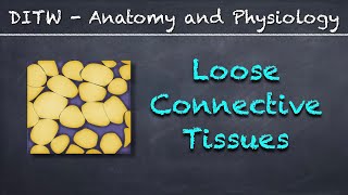 DITW  Loose Connective Tissues [upl. by Coralyn]