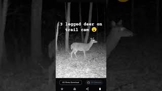 3 legged deer on trail cam 😮 [upl. by Lempres]