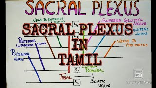 SACRAL PLEXUS IN TAMILLOWER LIMBANATOMYNEUROLOY [upl. by Ahsena]