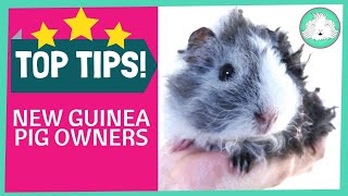 Top Ten Tips for New Guinea Pig Owners [upl. by Mack]