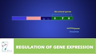 REGULATION OF GENE EXPRESSION [upl. by Yffat]