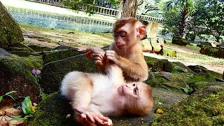 The Easy Way to Help Abandoned Monkeys Without Spending a Fortune [upl. by Box]