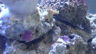 Time lapse of a crawling anemone [upl. by Atinnor]