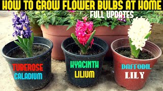 How to grow Lily Bulbs in pots at home  Lilies flowers  Lily bulbs planting [upl. by Idnerb]