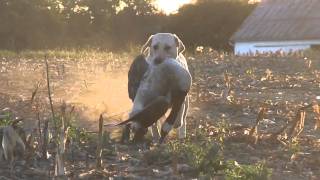 Labrador goose retrieve with Geese At Your Feet Outfitters  Junior Doin Work [upl. by Killen]