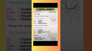 No More Difficulty to Remember carpal Bones 🩻😝  anatomy physiotherapy followme [upl. by Aehc]