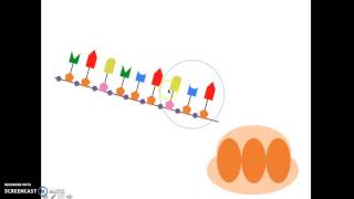 DNA Eiwitsynthese HAVO 5 [upl. by Sumer896]